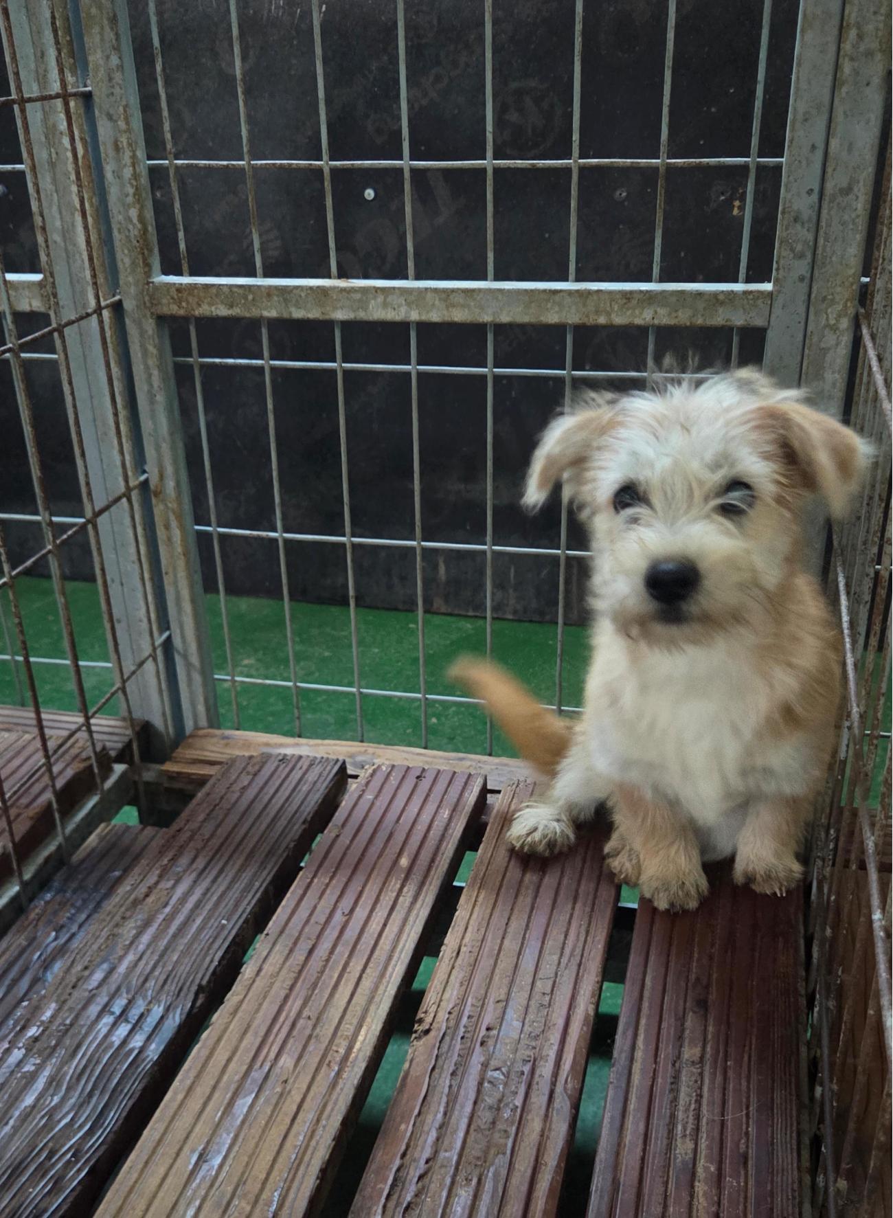 종료(입양) 믹스견…